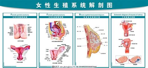 女人身體|女性生殖结构：